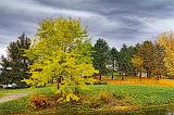 Riverside Trees_18170